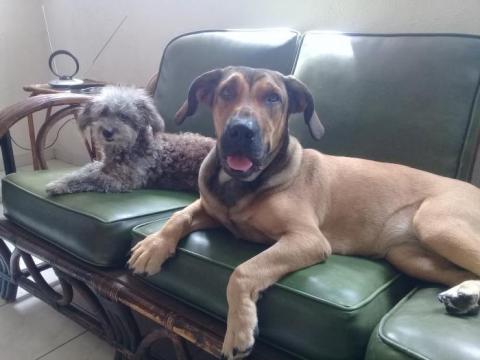vacunas para animales