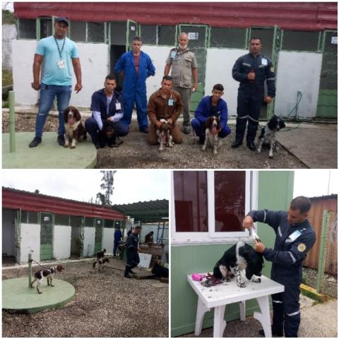canina canina