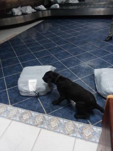 deteccion drogra