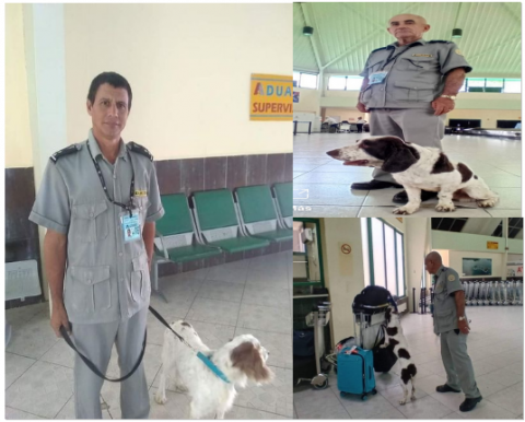canina canina