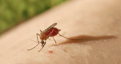 Intensificar acciones epidemiológicas y de control vectorial ante incremento de riesgos es esencial Intensificar acciones epidemiológicas y de control vectorial ante incremento de riesgos es esencial