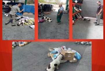 canina