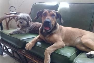 vacunas para animales