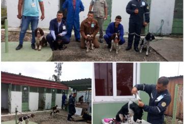 canina