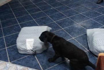 deteccion drogra