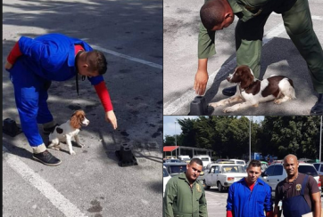 preparacion a los caninos